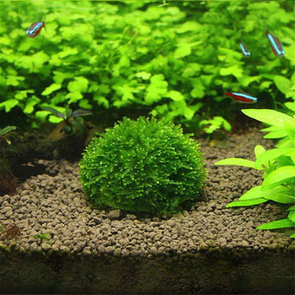 Aquarium Fish Cichlid - New Plastic Suspension Moss Dome Semicircle