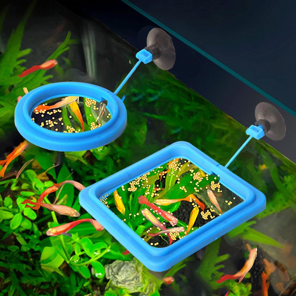 Fish Feeding Ring Feeder Fishi - Tetra Fish In Aquarium ulasan dan harga