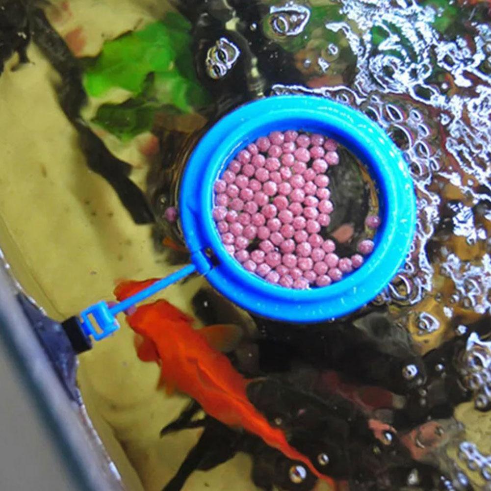 Fish Feeding Ring Feeder Fishi - Tetra Fish In Aquarium ulasan dan harga
