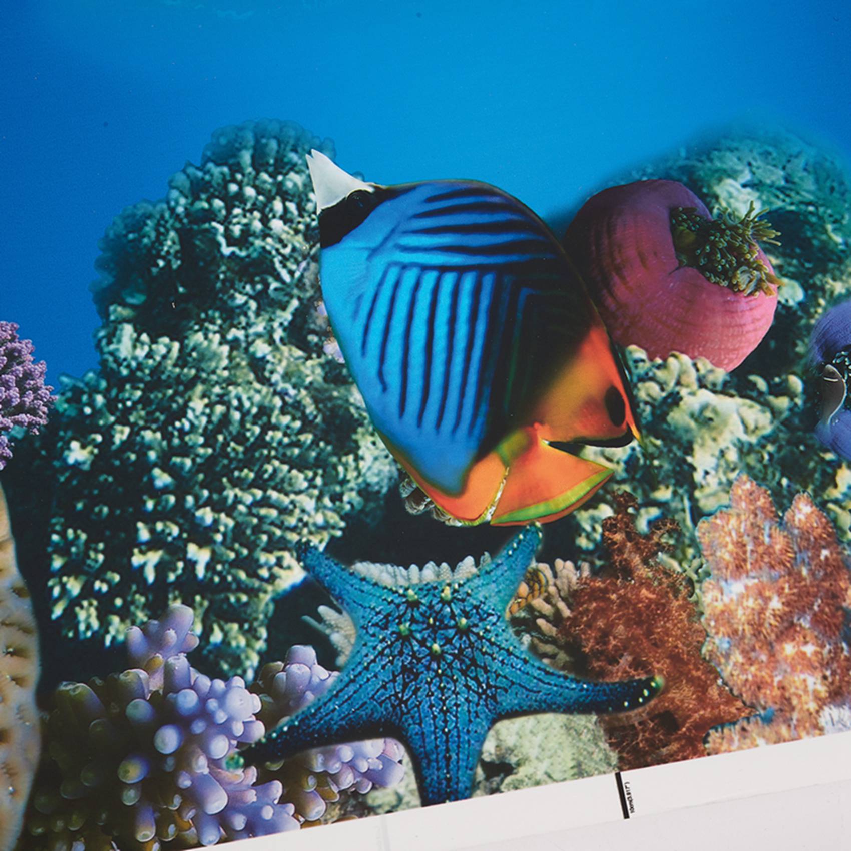 A77I Aquarium Background Paper - Aquarium Fish Wallpaper Hd ulasan dan harga