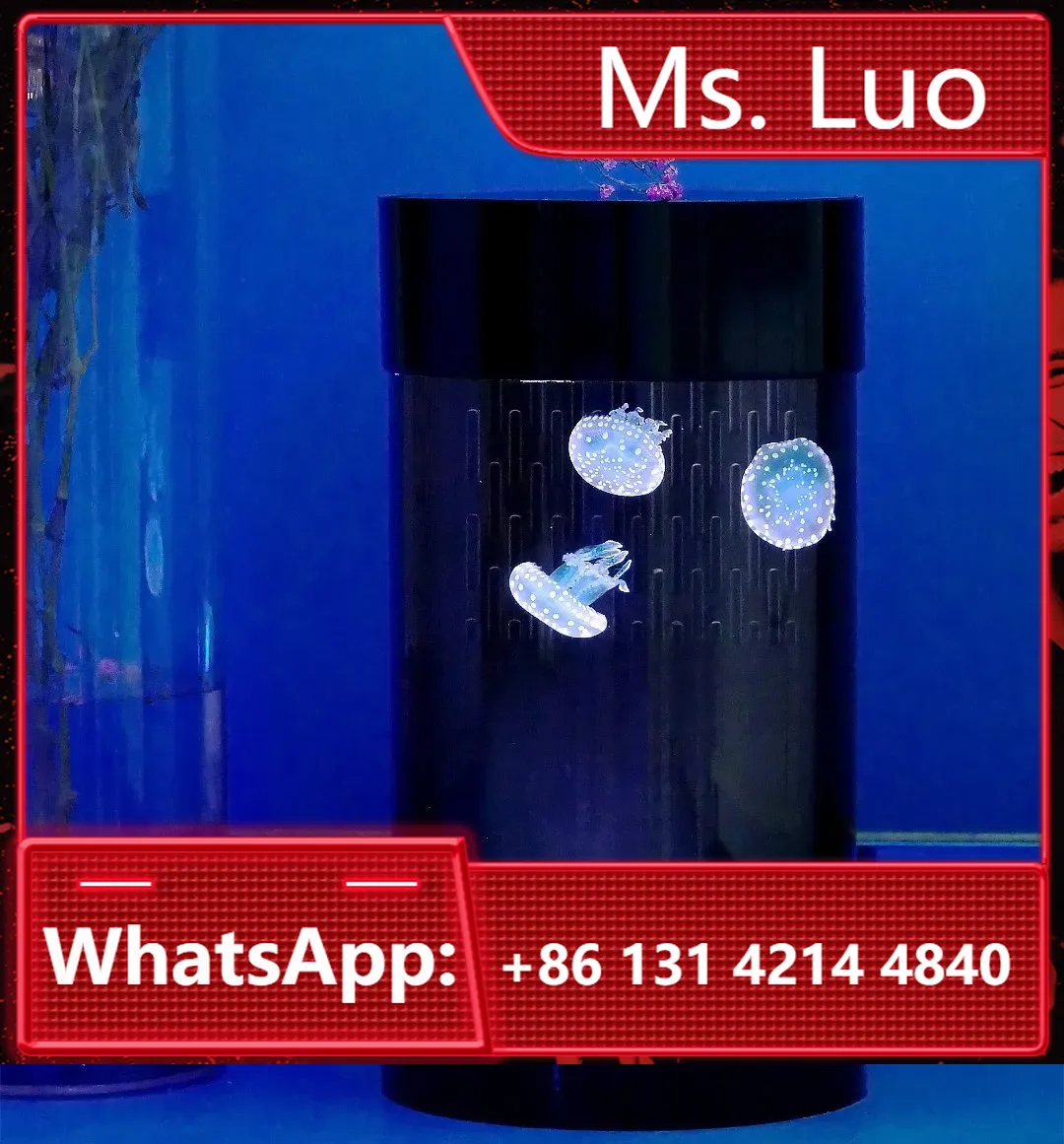 Best Amazon Sales Jellyfish Ta - Aquarium Fish Amazon ulasan dan harga