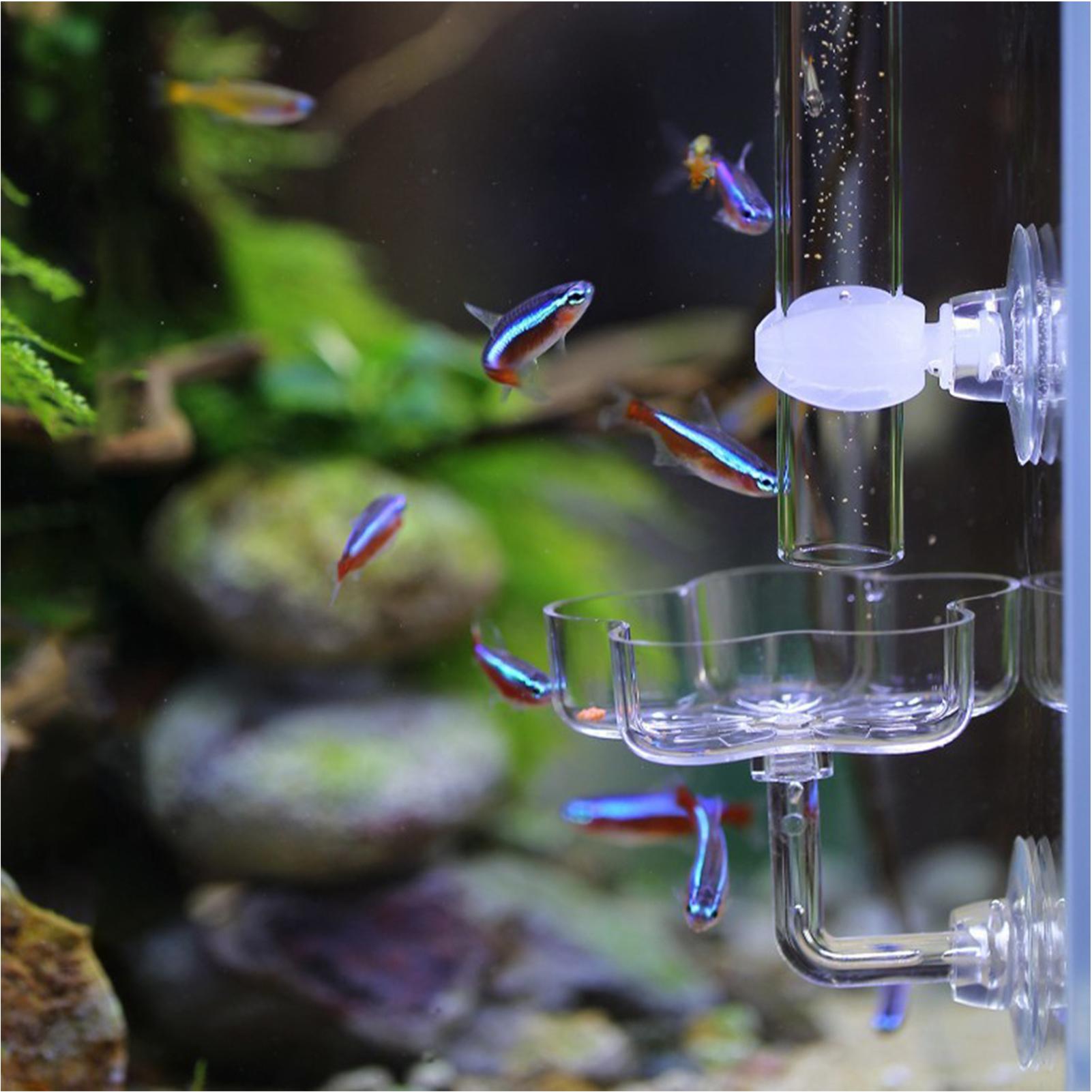 Aquarium Feeder Suction Cup Fl - Tetra Fish In Aquarium ulasan dan harga