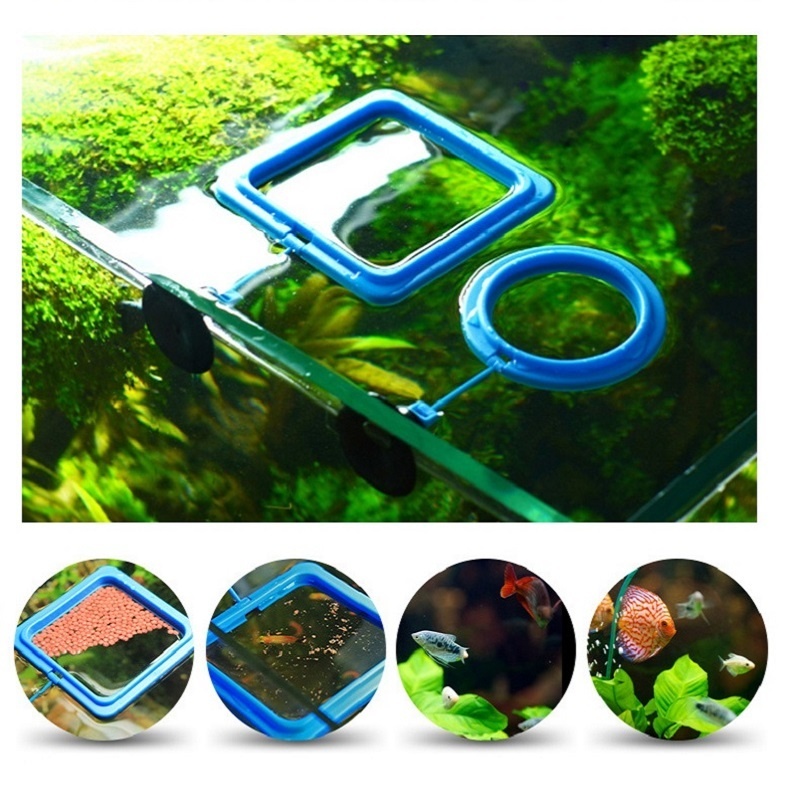Fish Feeding Ring Feeder Fishi - Tetra Fish In Aquarium ulasan dan harga