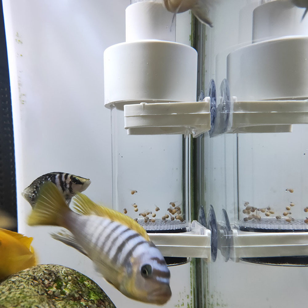 40mm Aquarium Cichlids Hatcher - Aquarium Fish Cichlid ulasan dan harga