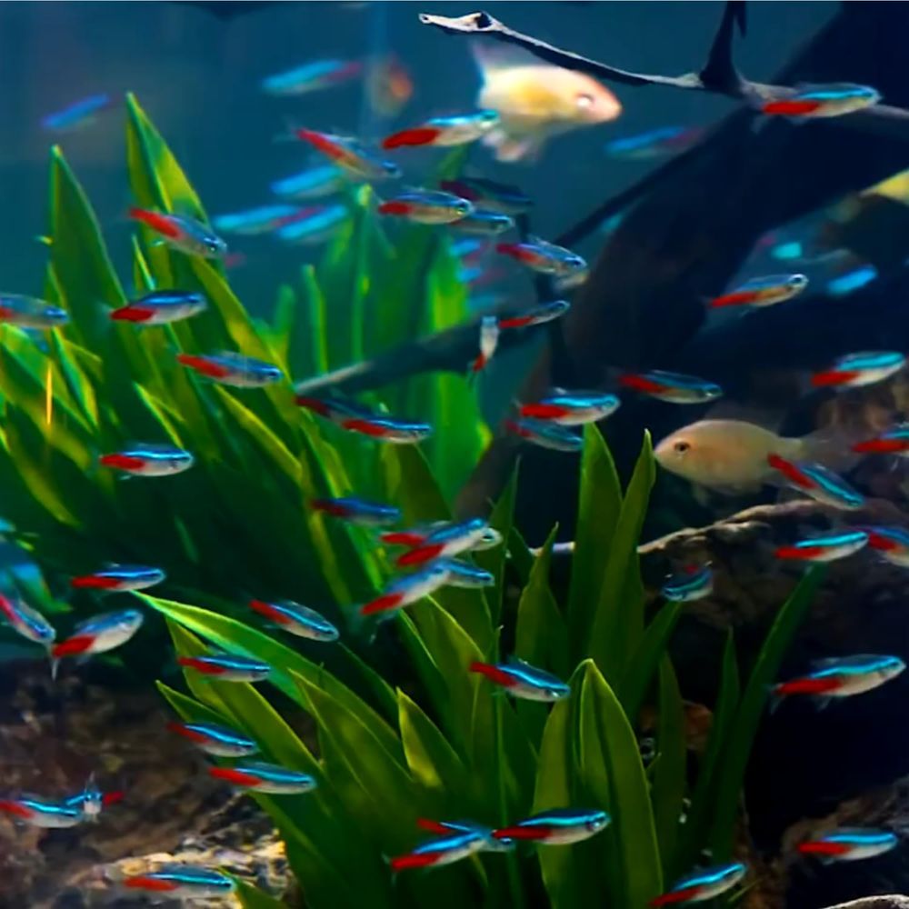 Freshwater Neon Tetra Fish (Si - Tetra Fish In Aquarium ulasan dan harga