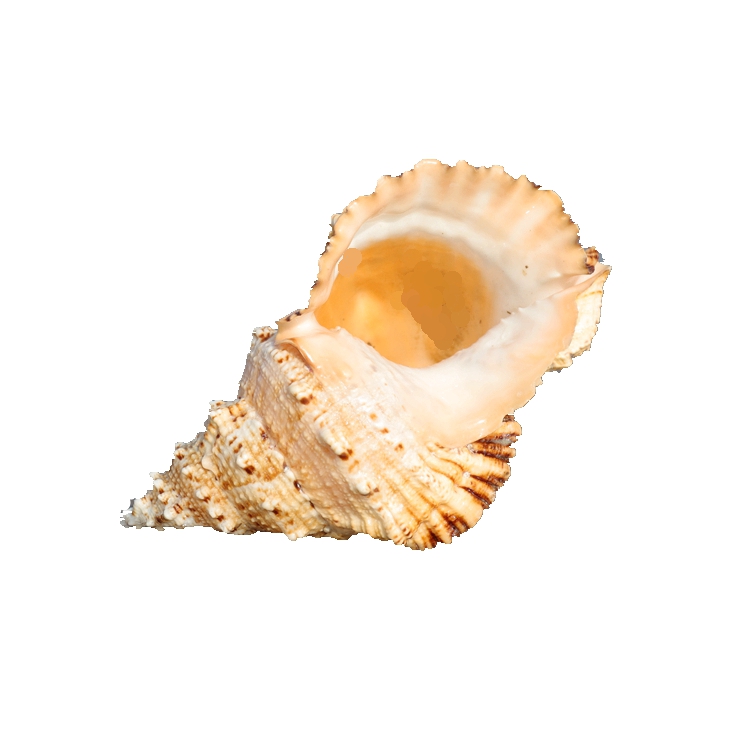 Big Chrysanthemum Frog Snail C - Aquarium Fish Big ulasan dan harga