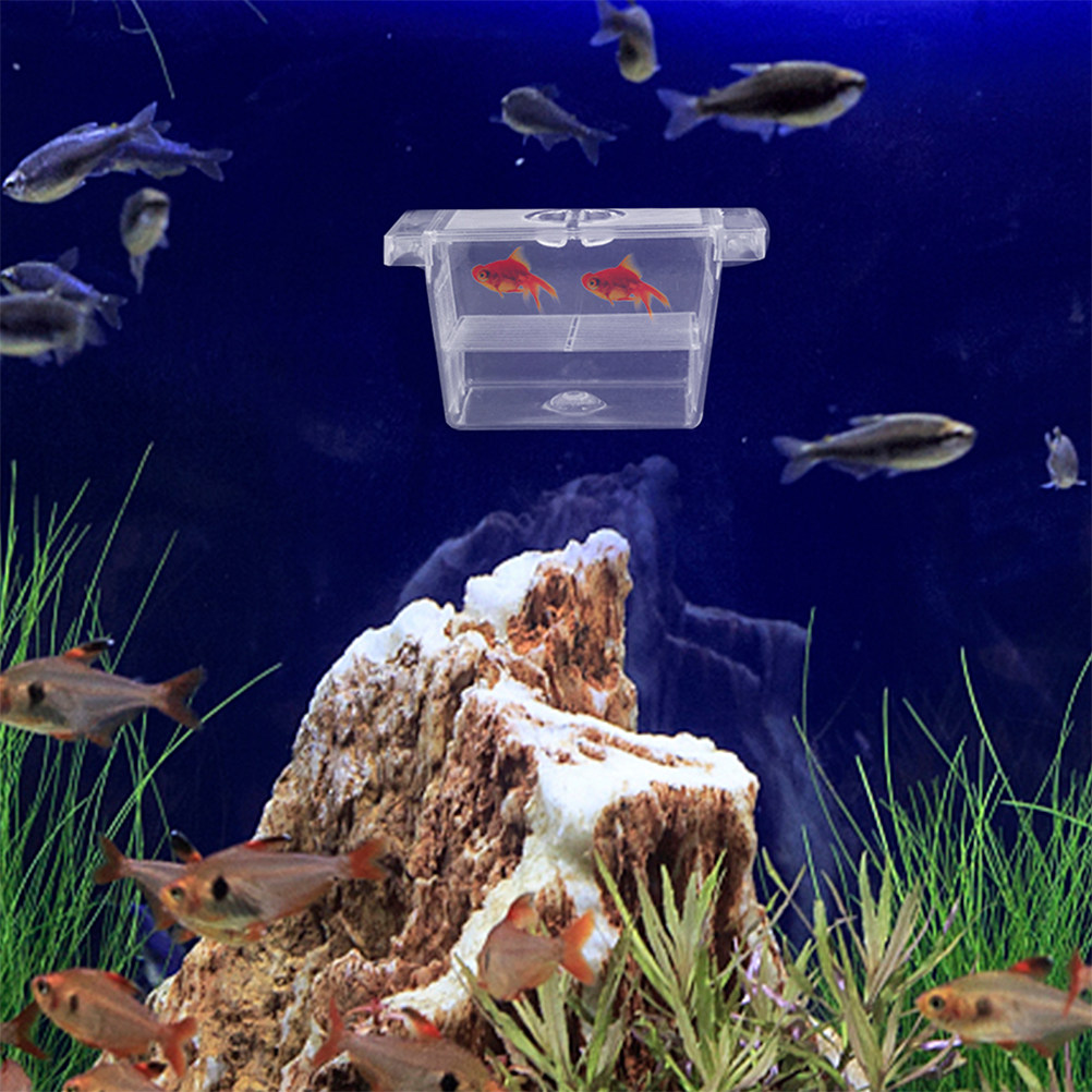 4Pcs Self-Floating Fish Fry In - Aquarium Fish Rate ulasan dan harga
