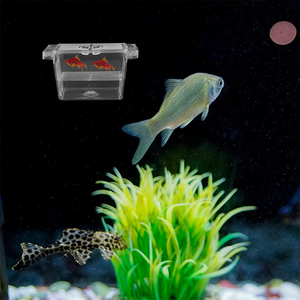 4Pcs Self-Floating Fish Fry In - Aquarium Fish Rate ulasan dan harga