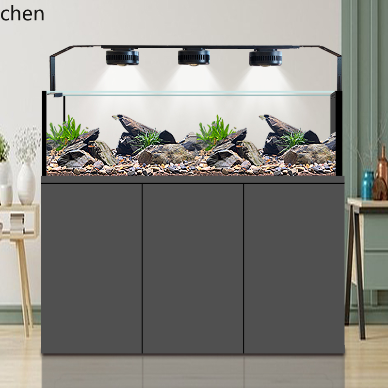 CZ Fish Tank Native Wild Colle - Wild Aquarium Fish ulasan dan harga