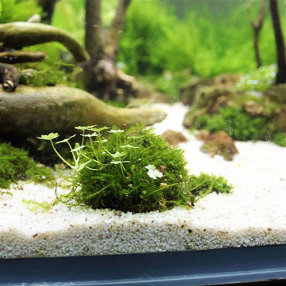 New Plastic Suspension Moss Do - Aquarium Fish Cichlid ulasan dan harga