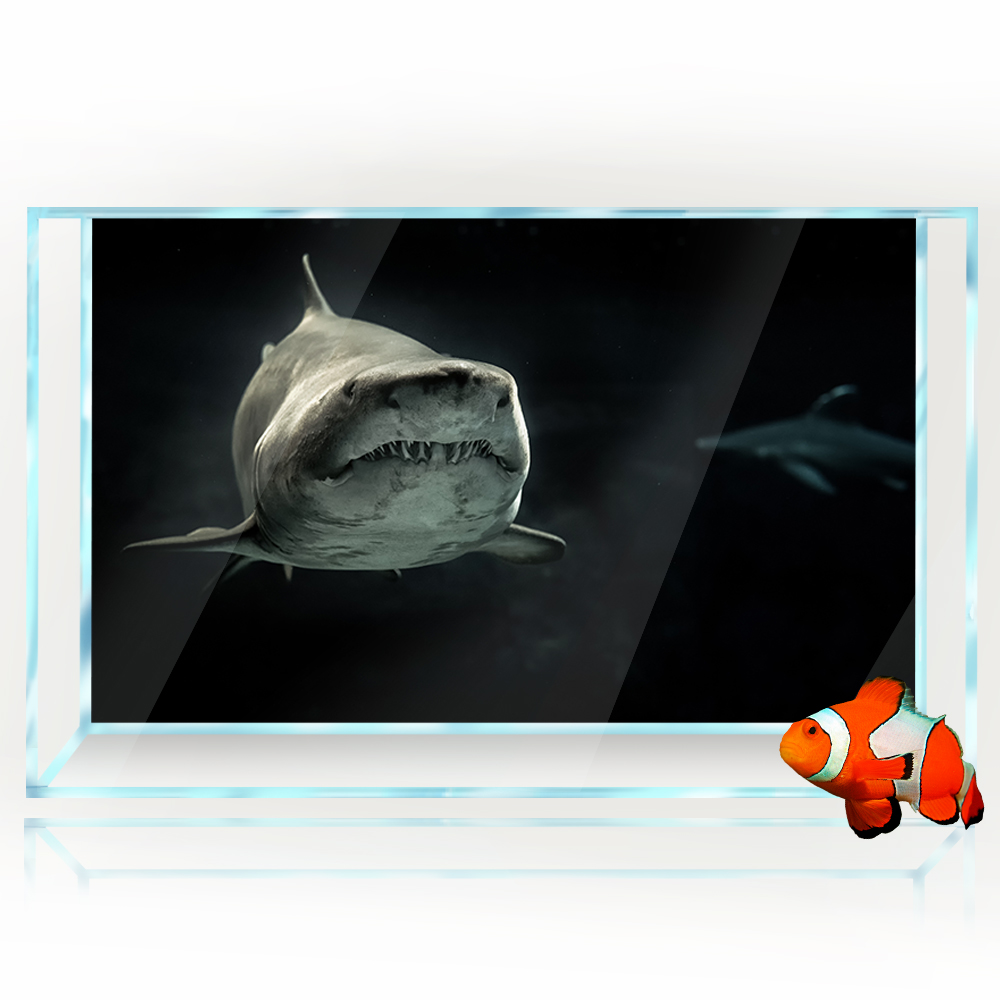 Aquarium Background 3D Shark B - Aquarium Fish Wallpaper Hd ulasan dan harga